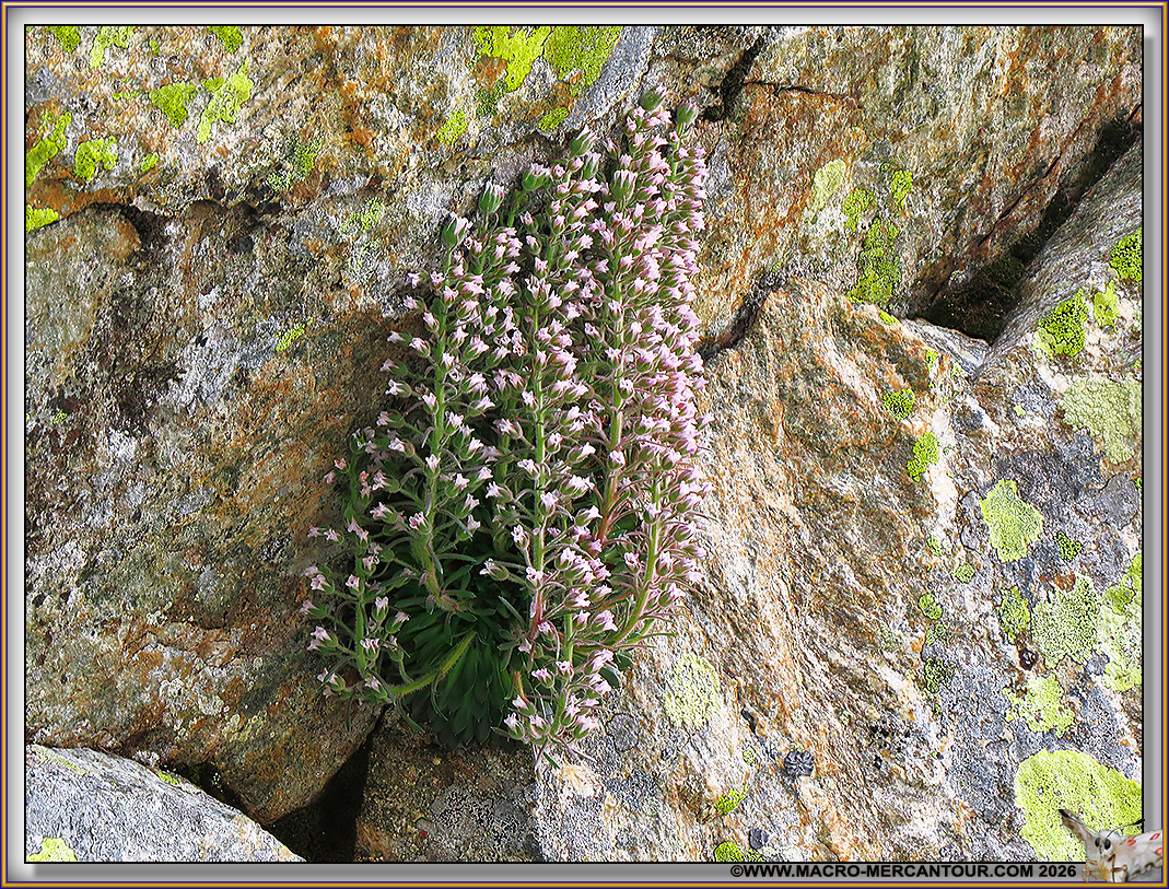 Saxifrage florulenta Moretti